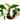 orquidea dendrobium nobile blanca de 1 tallo en maceta