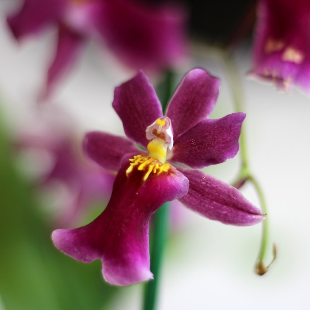 ORQUIDEAS VARIEDADES maceta 9 cm de diametro