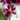 ORQUIDEAS VARIEDADES maceta 9 cm de diametro