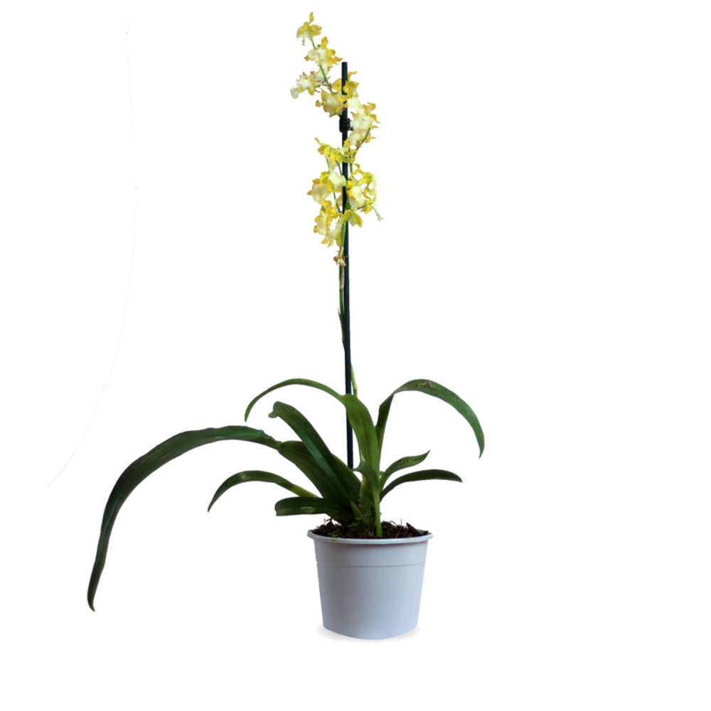 ORQUIDEAS VARIEDADES maceta 9 cm de diametro