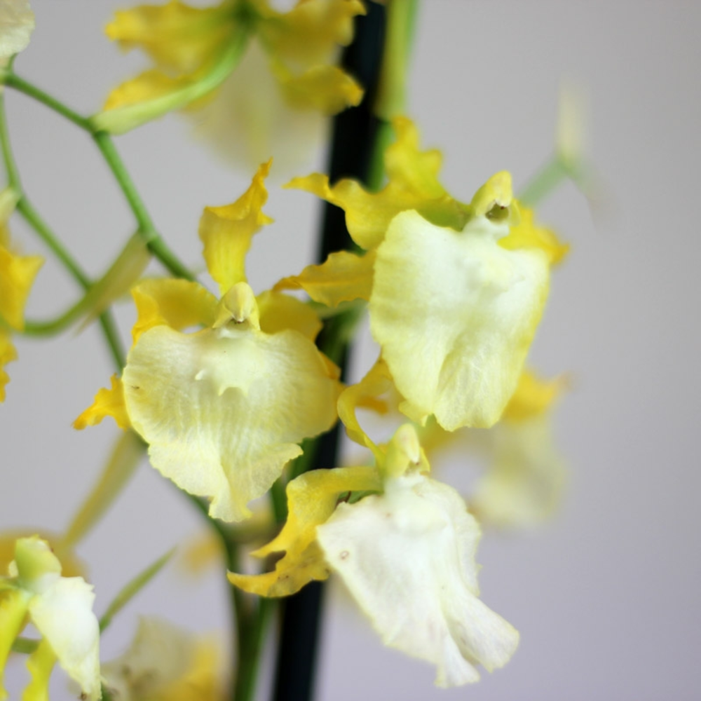 ORQUIDEAS VARIEDADES maceta 9 cm de diametro