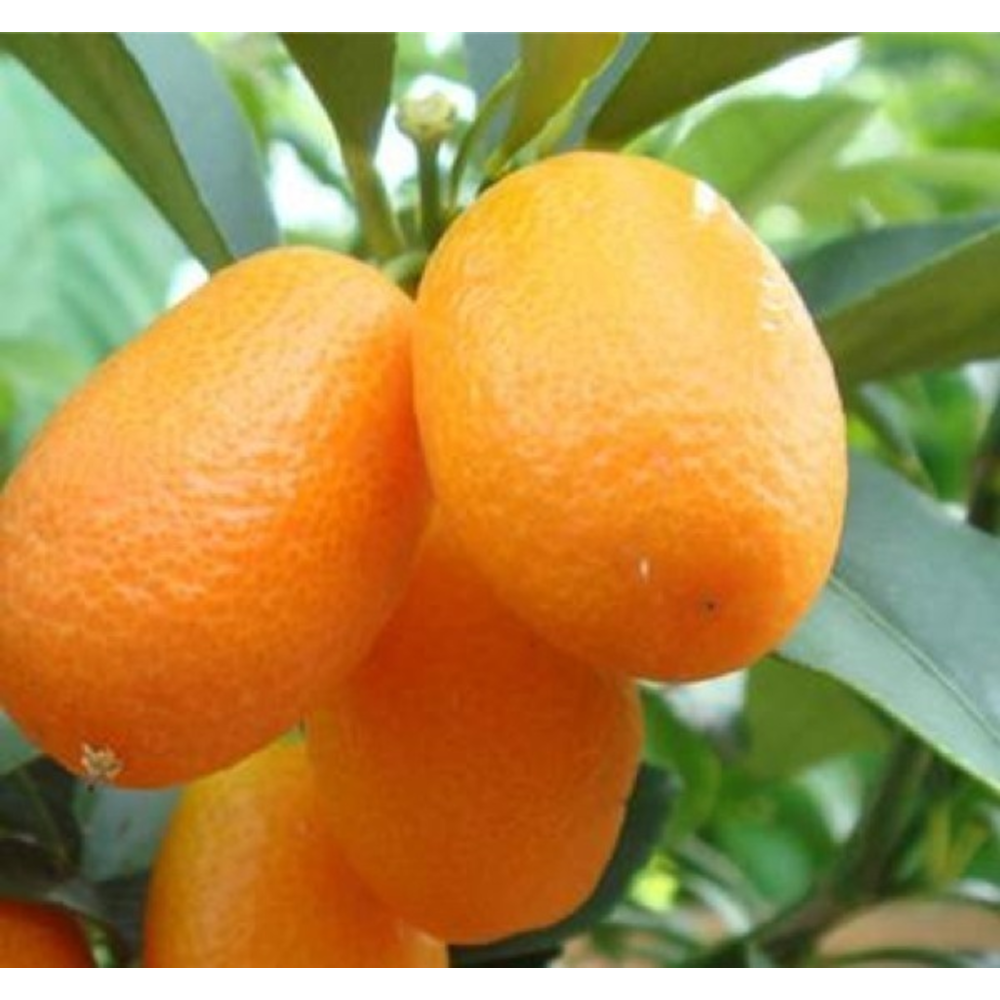 KUMQUAT