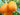 KUMQUAT