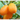 KUMQUAT