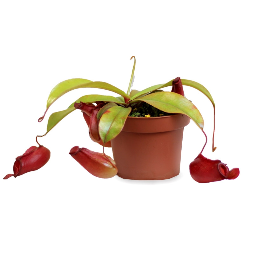 CARNIVORA MIX 12 CM