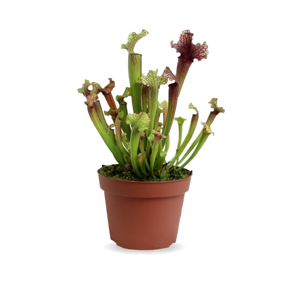 CARNIVORA MIX 12 CM