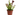 CARNIVORA MIX 12 CM