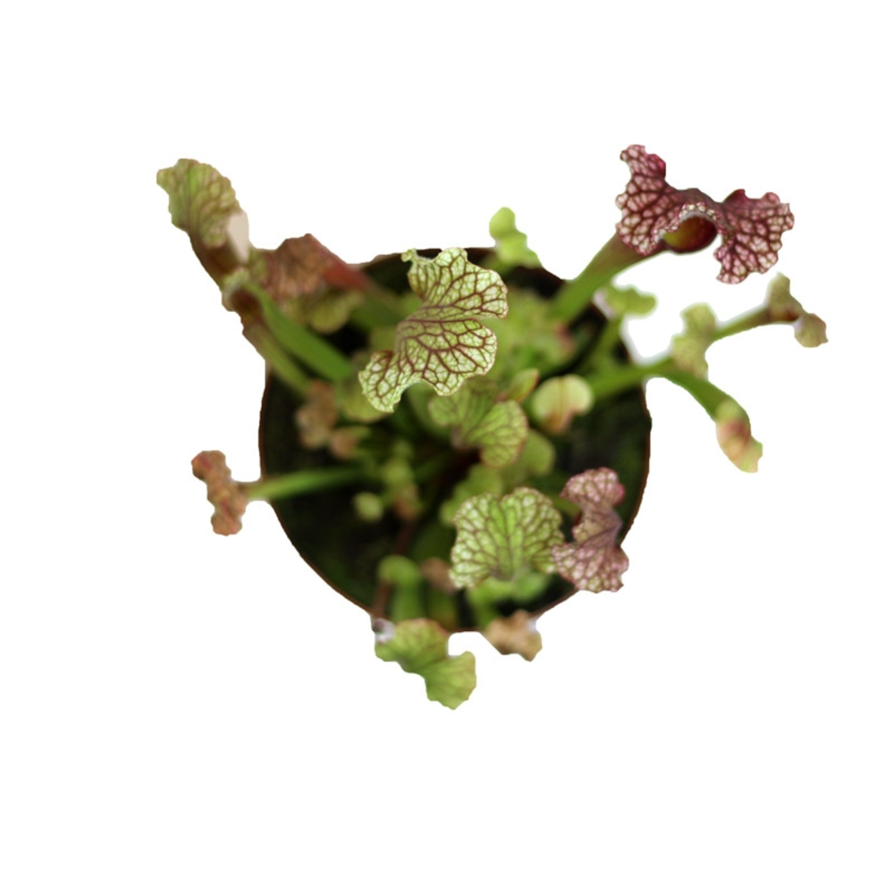 CARNIVORA MIX 12 CM