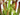 CARNIVORA MIX 12 CM