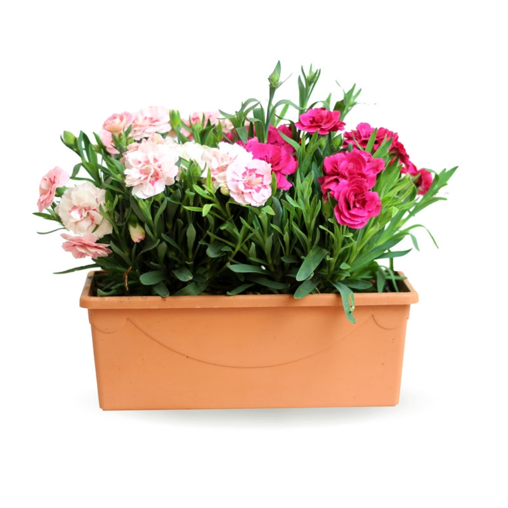 CLAVEL JARDINERA 25 CM
