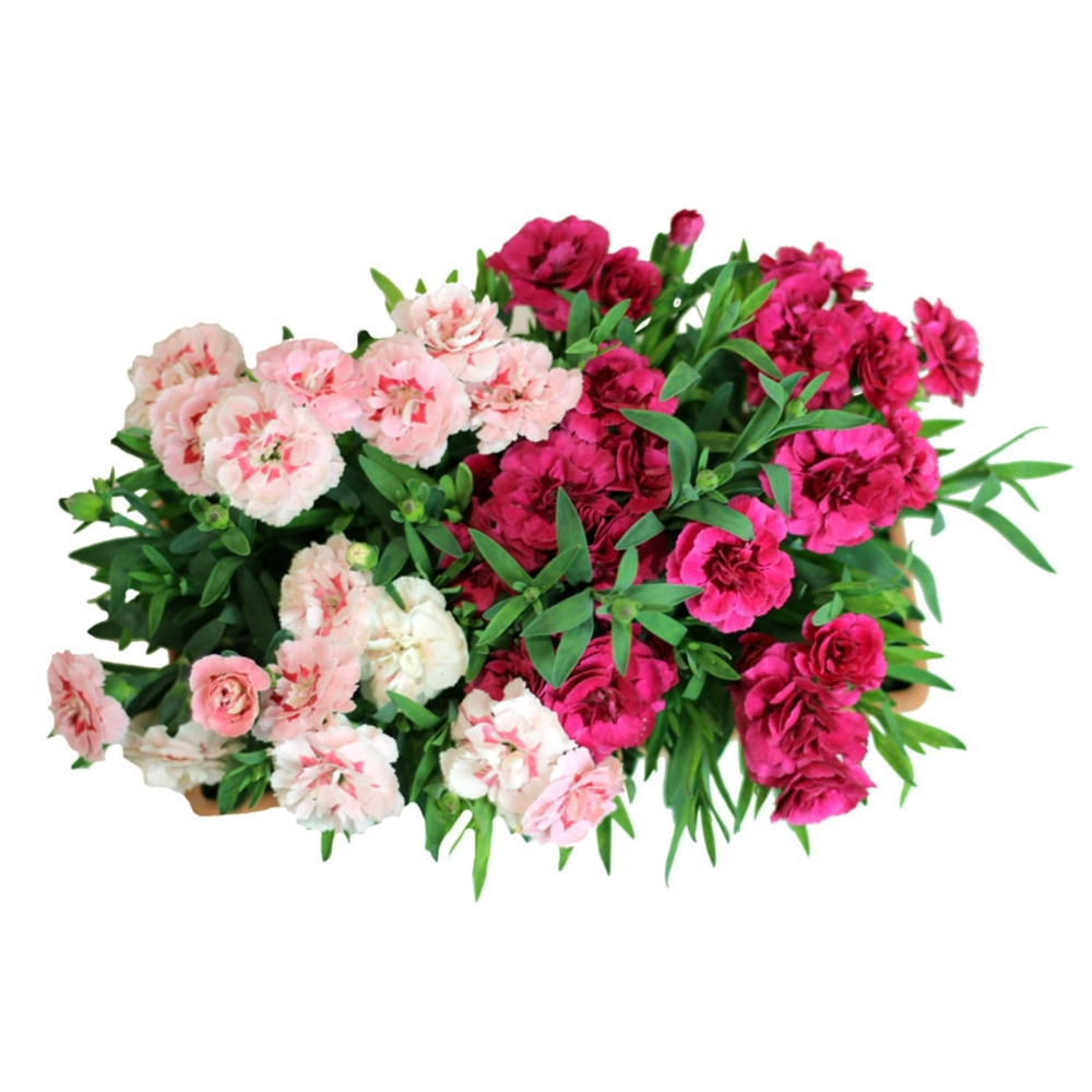 CLAVEL JARDINERA 25 CM