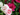 CLAVEL JARDINERA 25 CM