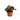 BEGONIA - SURTIDO VARIADO Maceta 10 litros