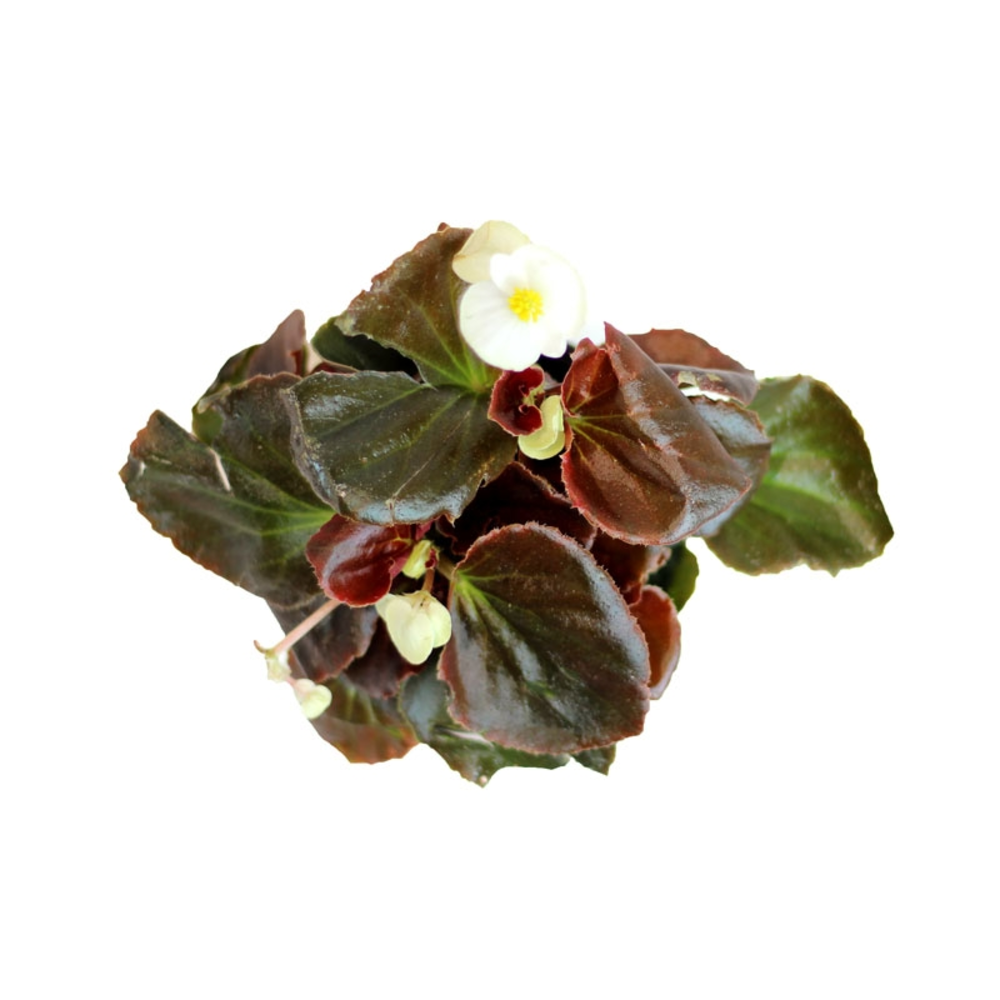 Planta de begonia surtido variado en maceta