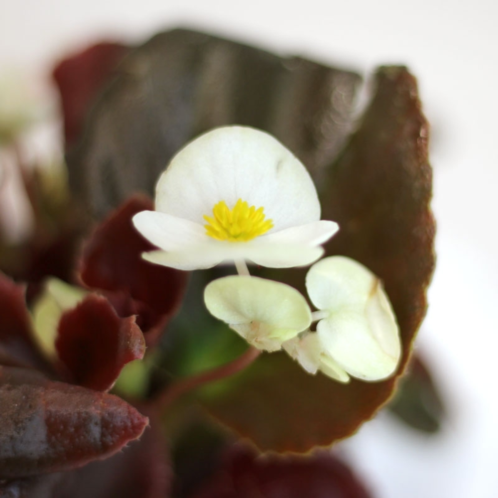 Planta de begonia surtido variado en maceta