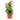 GERANIO REY BALCON MACETA 13CM