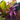 CACTUS COLOR CAJA 9 UDS