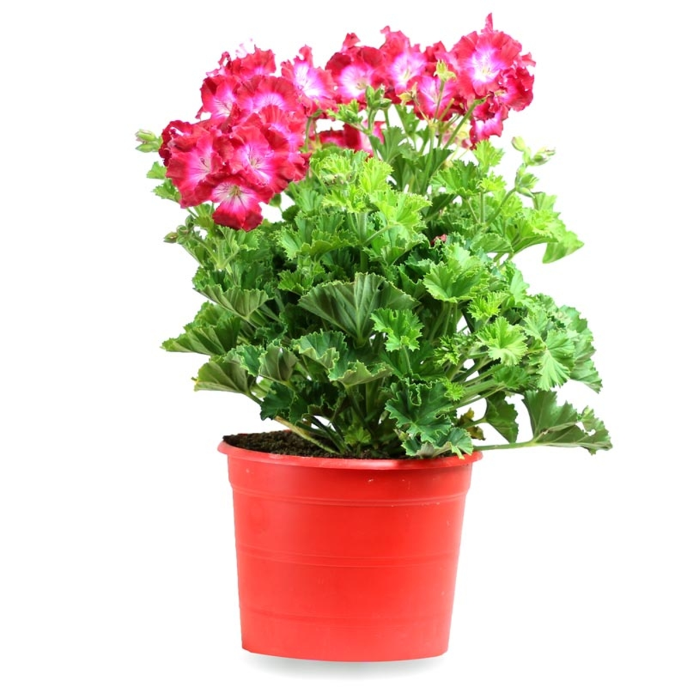 PELARGONIO MACETA 3 LITROS