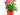 PELARGONIO MACETA 3 LITROS