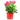 PELARGONIO MACETA 3 LITROS