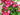 PELARGONIO MACETA 3 LITROS