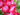 PELARGONIO MACETA 3 LITROS