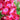 PELARGONIO MACETA 3 LITROS