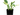 HOSTA MACETA 3 LITROS
