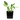 HOSTA MACETA 3 LITROS