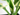 HOSTA MACETA 3 LITROS