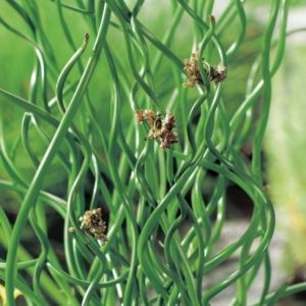 JUNCUS EFFUSUS SPIRALIS