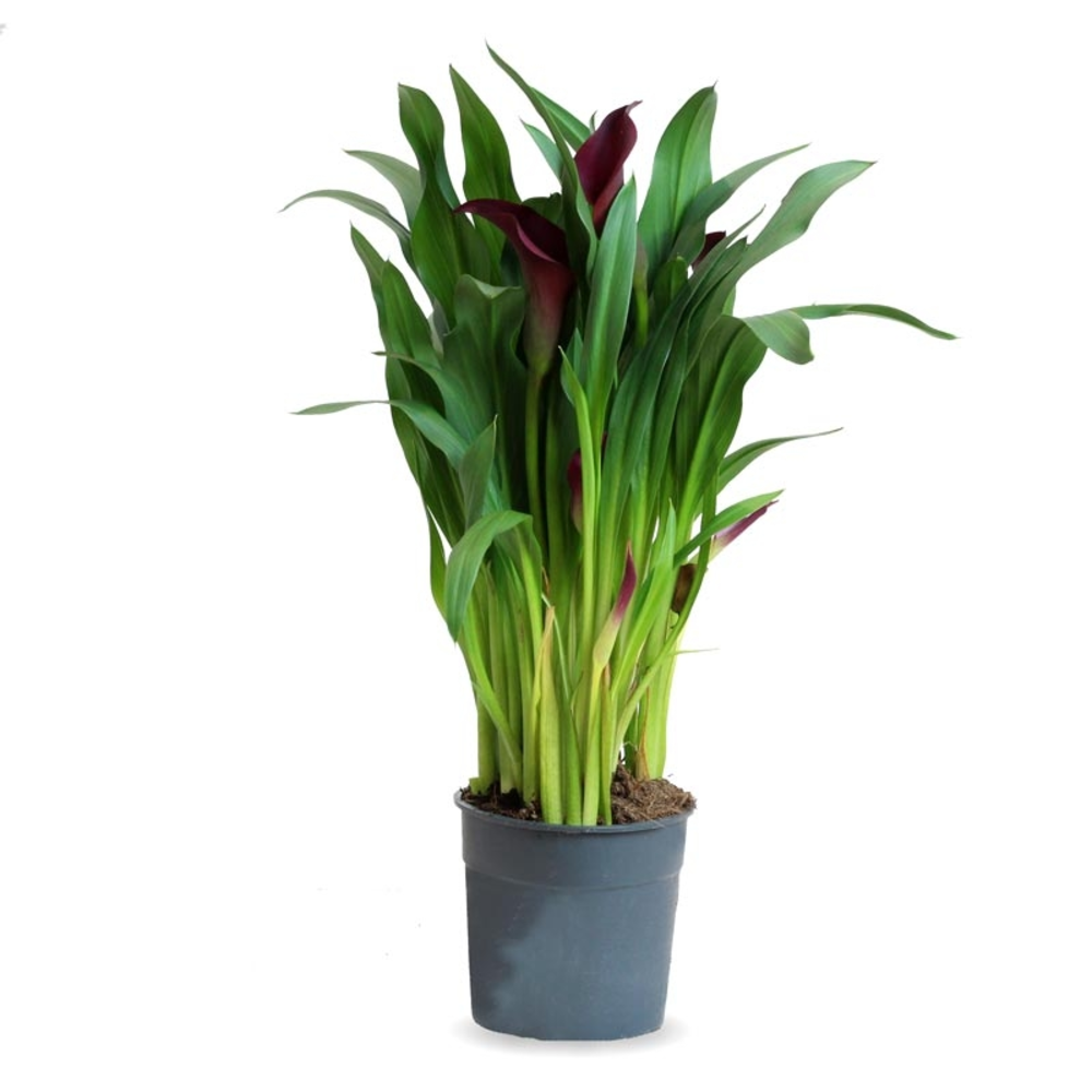 DRACENA LEMON LIME 3L
