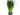 DRACENA LEMON LIME 3L