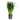 DRACENA LEMON LIME 3L