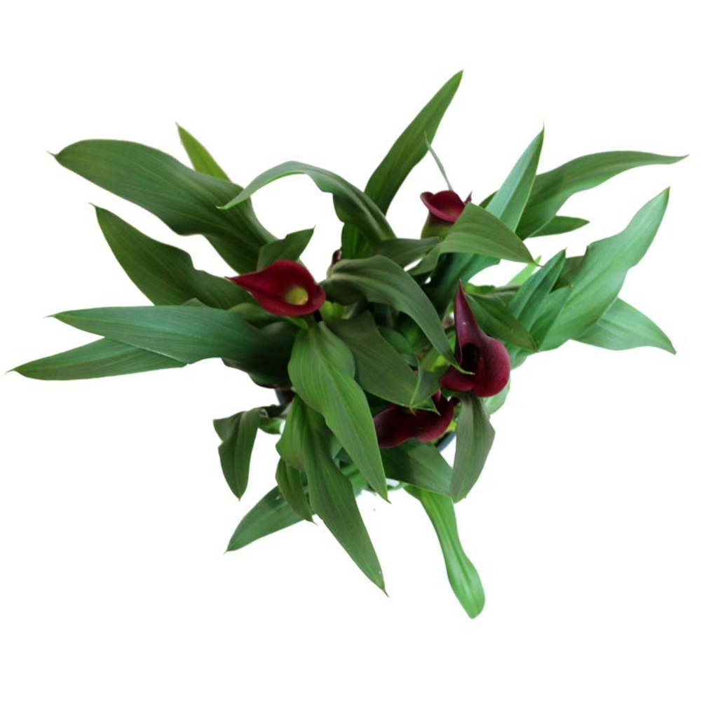DRACENA LEMON LIME 3L