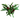 DRACENA LEMON LIME 3L