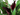 DRACENA LEMON LIME 3L