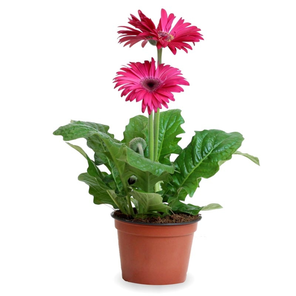 GERBERA Planta MACETA DIAMETRO 12CM