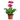 GERBERA Planta MACETA DIAMETRO 12CM