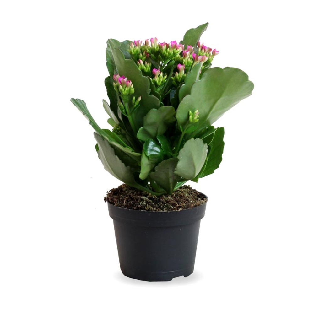 kalanchoe planta
