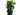 kalanchoe planta