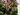 kalanchoe planta