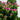 kalanchoe planta