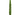 cipres cupressus sempervirens