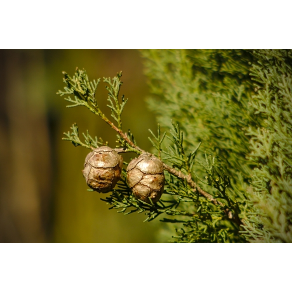 cipres cupressus sempervirens