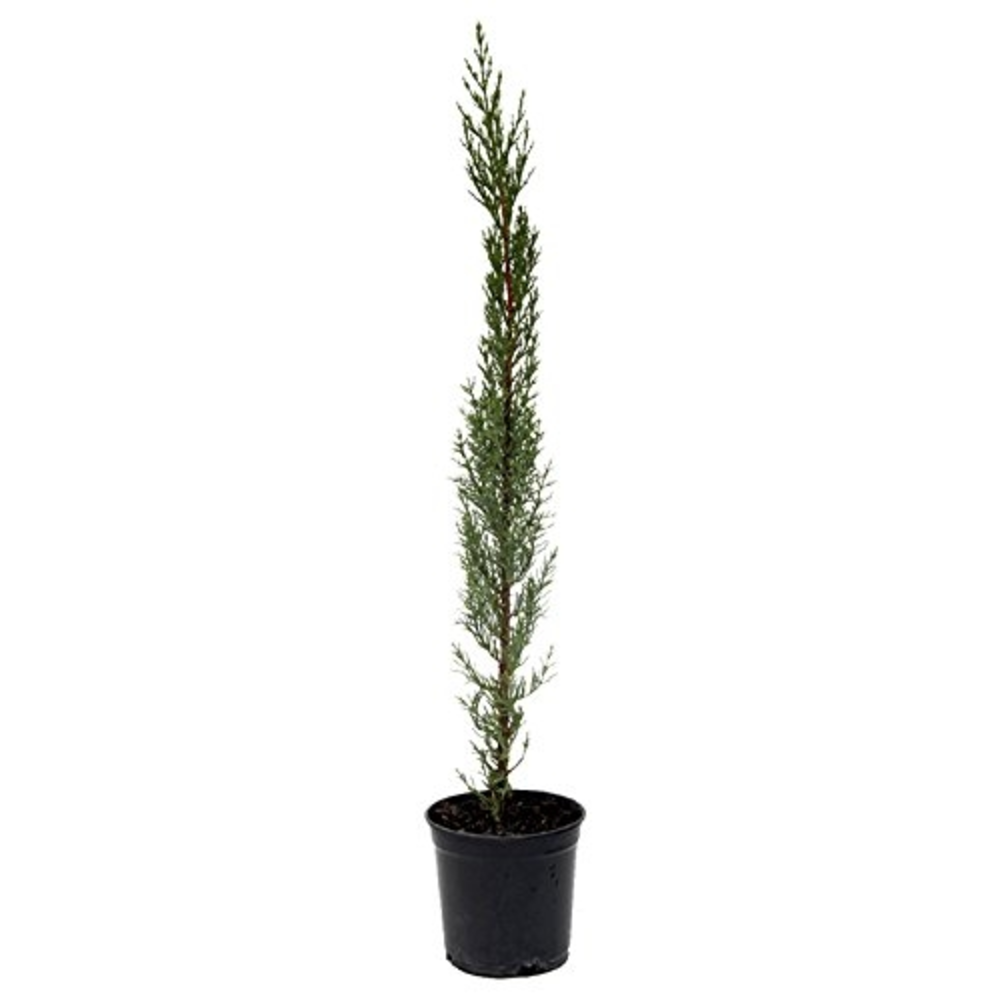 cipres cupressus sempervirens