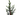 cipres cupressus sempervirens