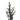 cipres cupressus sempervirens
