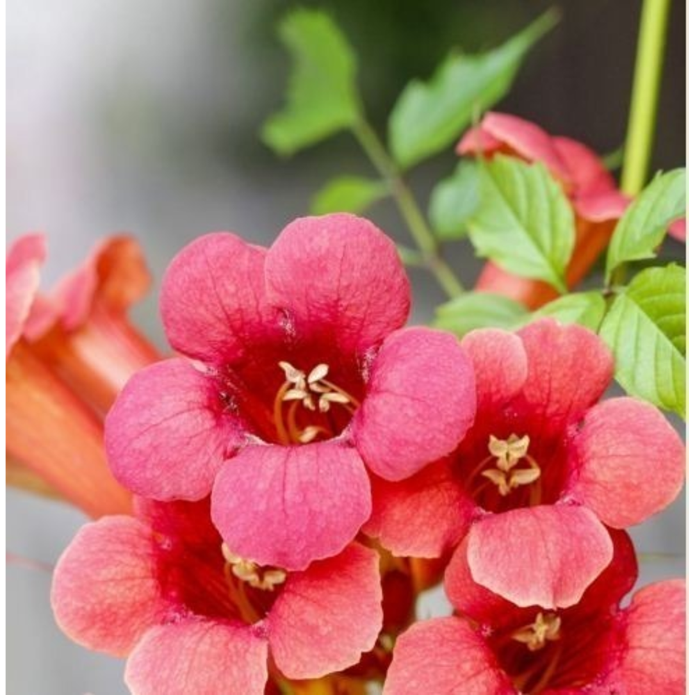 CAMPSIS 3L