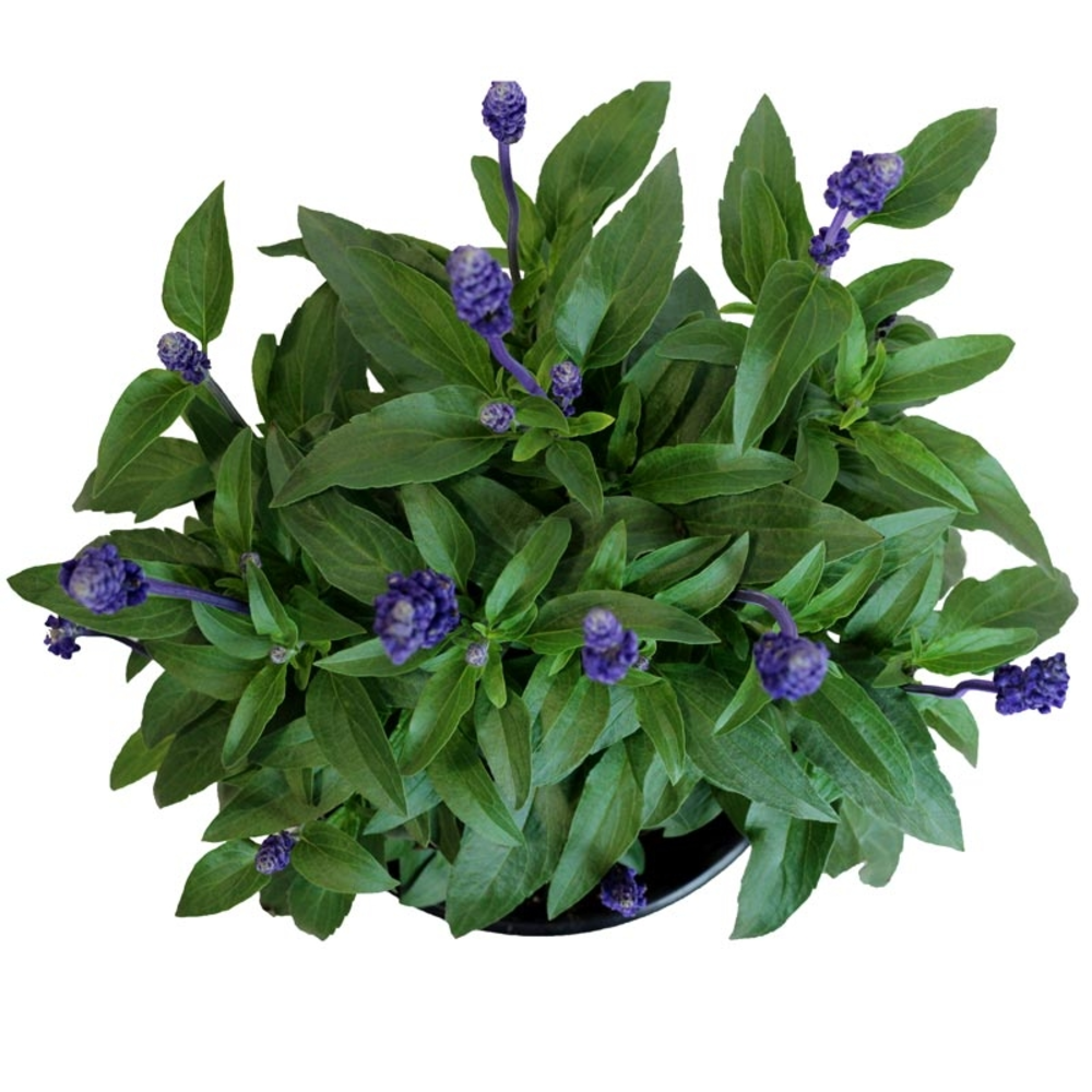 SALVIA FARINACEA MACETA 2 LITROS